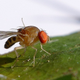 Illustration for article titled Fruit flies bathe their young in alcohol to keep them healthy